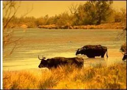 Ce qui veut dire qu'il est lev :