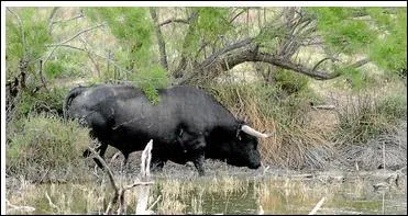 Les taureaux de Camargue sont nourris exclusivement de :
