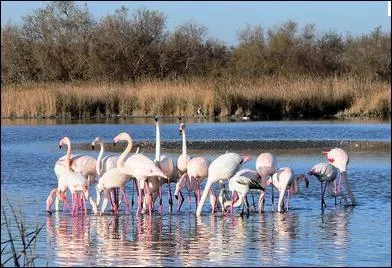 Quel biotope d'une exceptionnelle richesse en faune et flore, ce mode d'levage permet-il de conserver ?