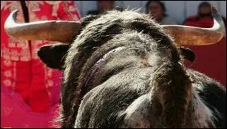 Savez-vous quel pourcentage de taureaux d'un levage est consacr au combat (toro de lidia) ?