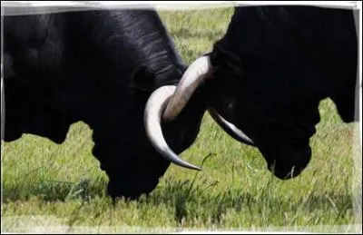 Combien d'annes faut-il,  votre avis, pour effectuer une slection des plus beaux  toros de lidia  d'un levage ?