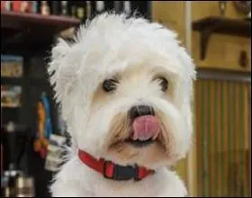 A qui appartient Bobby ?