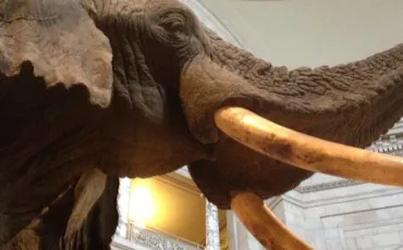 Quiz Musees
