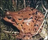 Quel 2e nom peut-on donner  cette grenouille ?