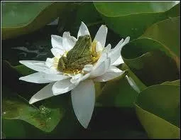 Elle est venimeuse :