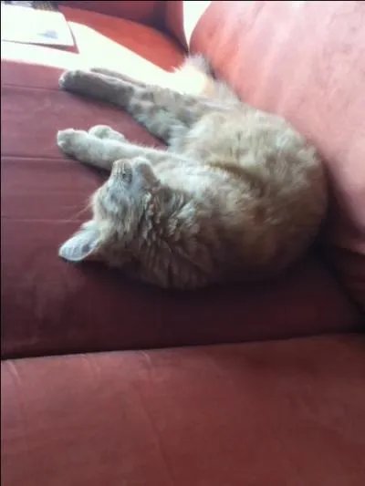 Un chat dort environ ... par jour.