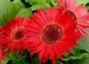 Quiz NE26 - Espace fleurs rouges