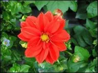 Les tubercules (bulbes) ----- se plantent idalement en avril et mai.