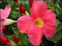 Il est de l'ordre des Gentianales et de la famille des Apocynaceae. Il peut porter le nom de mandevilla.