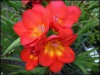 Il appartient  la famille des Iridaceae, et ses fleurs sont trs odorantes.