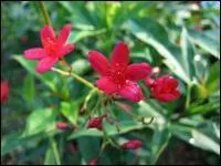 Les tiges renfles  la base de certaines espces leur valent le nom de plantes bouteilles.