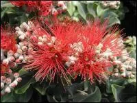 Arbuste au feuillage gris-bleu, aux magnifiques fleurs rouge-orang. Il est aussi appel  arbre de fer .