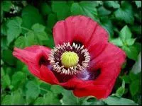 Ce sont de grandes fleurs solitaires, souvent trs colores,  quatre ptales satins et lgrement froisss.