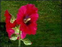 La rose trmire est une fleur spectaculaire que l'on connat aussi sous l'appellation de ---- .