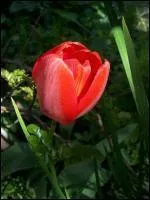 Elles viennent de Perse, elles sont trs prsentes comme symbole d'amour dans  Les Mille et Une Nuits . ---- rouge signifie l'amour ternel.