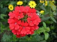 Cette fleur de la famille des Verbenaceae aime les expositions au soleil.