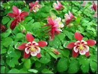 C'est une plante vivace aux fleurs lgantes.