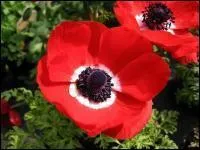 Elle est la fille du vent.