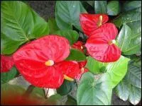 Plante entrant dans la famille des Araceae.