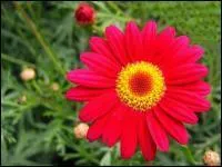 Un joli disque jaune entour de ligules.