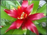 Il est haut en couleur et a le temprament tropical.