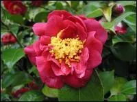 Cette belle plante fait partie de la famille des Theaceae.