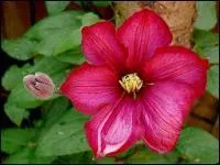 On aime marier cette ravissante plante aux rosiers pour laborer de jolis tableaux vgtaux.