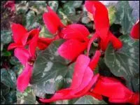 ---- est une plante vivace  tubercules de la famille des Primulaceae.