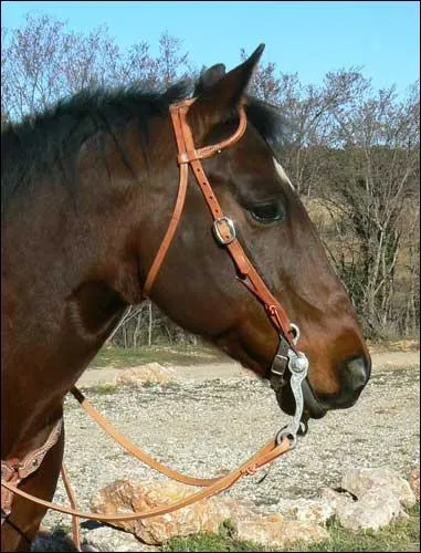 Qu'est-ce que ce filet ?