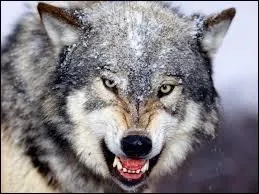 Il est mignon ce loup. Quel est son pluriel en anglais ?