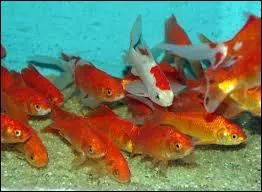 On l'aime le vendredi . Quel est le pluriel de  poisson  en anglais ?