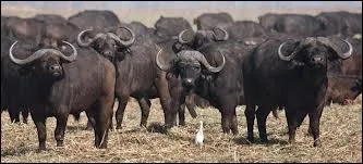 Un  buffle  se dit Buffalo en anglais. Quel est son pluriel ?