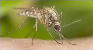 Le  mosquito  vous pique et vous nerve. Quel est son pluriel ?