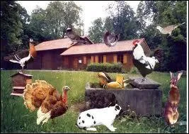 L'levage d'oiseaux et de volailles porte le nom ...