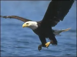 Comment s'appelle cet oiseau ?