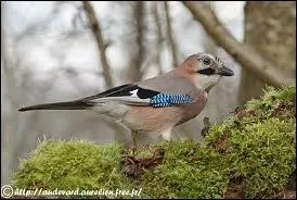 Quel est le nom de cet oiseau ?
