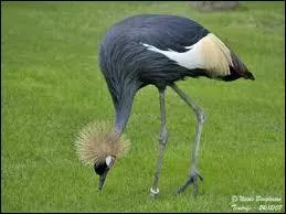 Quel est le nom de celui-ci ?