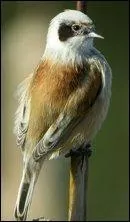 Quel est le nom de cet oiseau ?