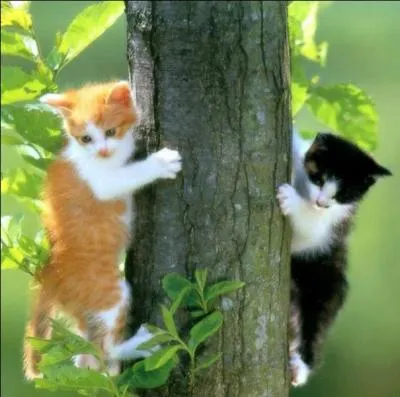 Que signifie l'expression  Faire la chattemite  ?