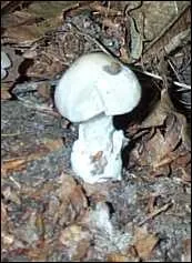Quel est ce champignon ?