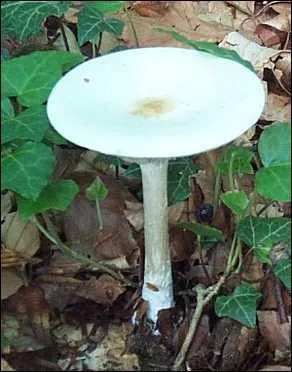 Quel est ce champignon ?