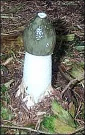 Quel est ce champignon ?