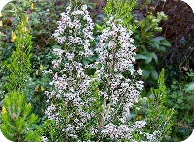 Quelle est cette fleur ?