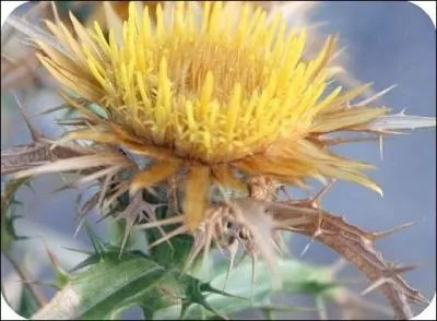 Quelle est cette fleur ?