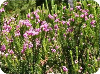 Quelle est cette fleur ?