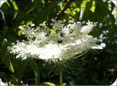 Quelle est cette fleur ?