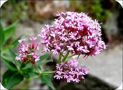 Quelle est cette fleur ?