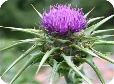 Quelle est cette fleur ?