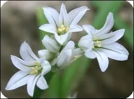 Quelle est cette fleur ?