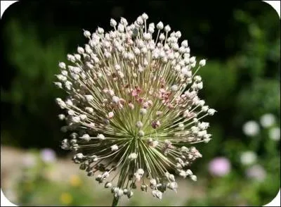 Quelle est cette fleur ?